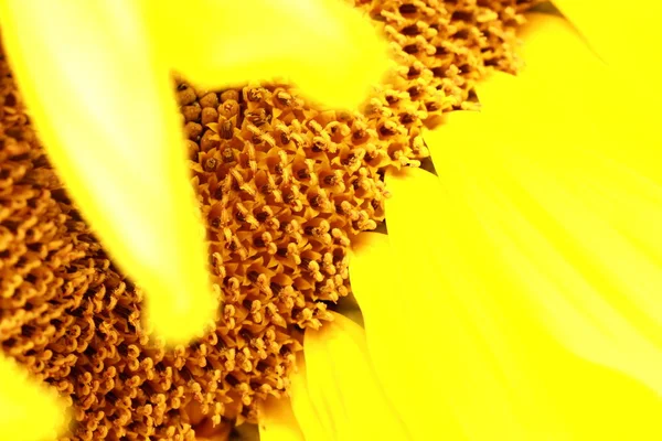 Fechar Flor Girassol Muitas Cores Amarelas Brilhantes Alto Contraste — Fotografia de Stock