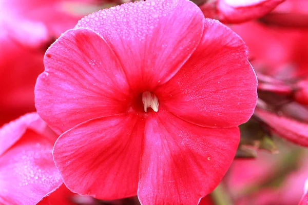Parlak Bir Arka Plan Ile Bir Pembe Çiçek Yakın Çekim — Stok fotoğraf