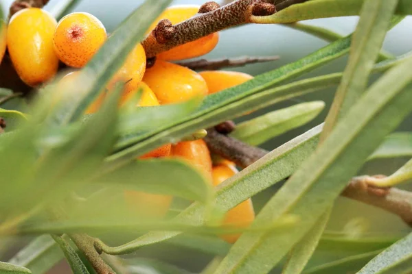 酸っぱいオレンジの果実を濃い緑色の背景 コントラストの高い 薬効のクローズ アップ — ストック写真