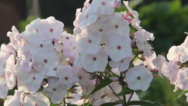 早朝の小さな風の中の白い庭の花 ハイコントラスト 光の動き 多くの花 — ストック動画