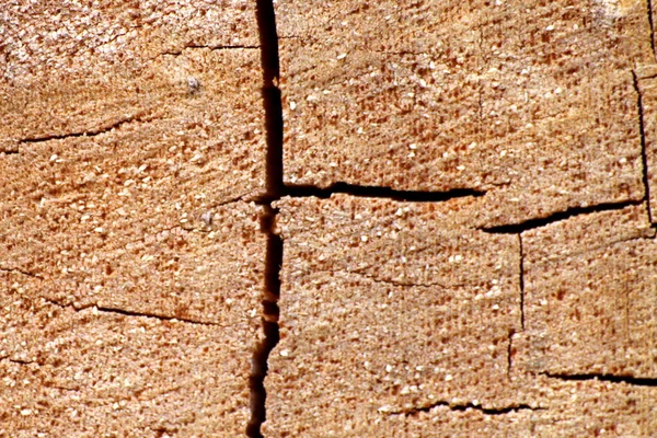 Immagine Sfondo Sul Taglio Dell Albero Crepe Consistenza Del Legno — Foto Stock