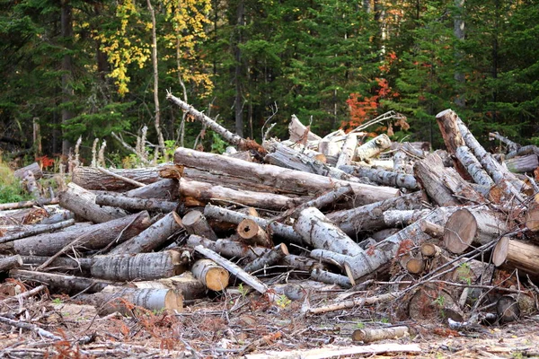 Nature conservation, abandoned felled trees in a wild forest, dump