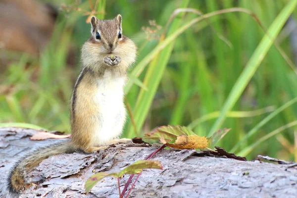 Streifenhörnchen Posiert Freier Wildbahn Vor Einer Kamera Knabbert Pflanzensamen Hoher — Stockfoto
