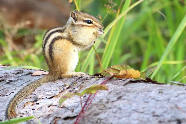 Streifenhörnchen Posiert Freier Wildbahn Vor Einer Kamera Knabbert Pflanzensamen Hoher — Stockfoto