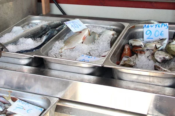 在希腊岛上的柜台上 在被冰覆盖的港口上的新鲜鱼 不同类型的鱼 鱼的美味佳肴 — 图库照片