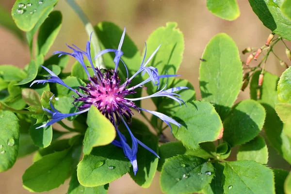 Bright Contrasting Image Garden Flower Spiked Petals Top View — Stock Photo, Image