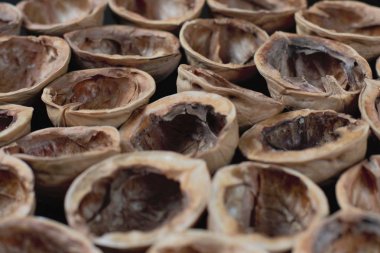 Ceviz kabukları, koyu arka plan, duvar kağıdı, yüksek kontrast