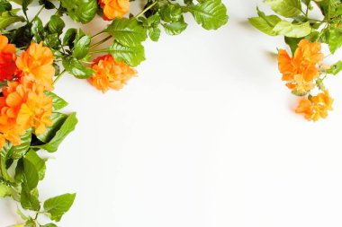 Güzel bir Crossandra, parlak turuncu çiçekler ve kopya alanı ile beyaz bir arka plan üzerinde gür yeşillik ile