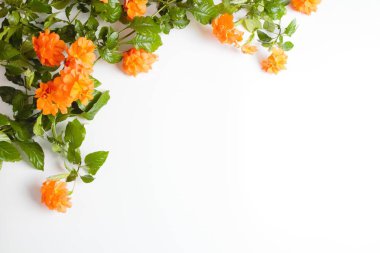 Güzel bir Crossandra, parlak turuncu çiçekler ve kopya alanı ile beyaz bir arka plan üzerinde gür yeşillik ile