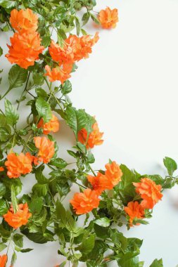 Güzel bir Crossandra, parlak turuncu çiçekler ve kopya alanı ile beyaz bir arka plan üzerinde gür yeşillik ile