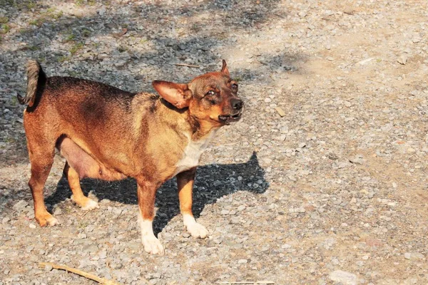 A small but very angry dog guards the entrance to the courtyard. Bright sun, early morning.