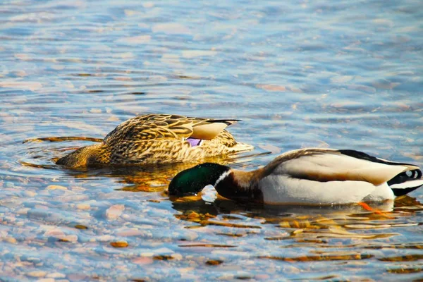 Erpel Und Ente Nickten Auf Der Suche Nach Nahrung Wasser — Stockfoto