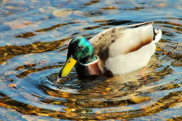 Der Erpel Schwimmt Wasser Und Sucht Nahrung Grund Leuchtende Farben — Stockfoto