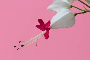 Pembe arka plan, yüksek kontrastlı, yakın çekim, parlak doğal renkler üzerinde Çiçek Clerodendrum thomsoniae.