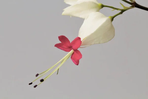 Kwiat Clerodendrum Klerodendron Szarym Tle Wysoki Kontrast Zbliżenie Jasne Naturalne — Zdjęcie stockowe
