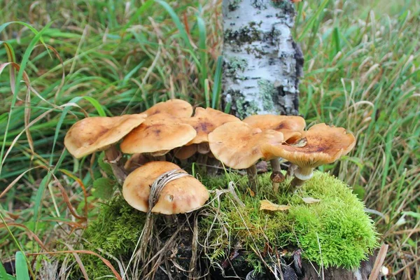Honey Fungus Birch Stump Nature Natural Colors High Contrast Beautiful — Stock Photo, Image