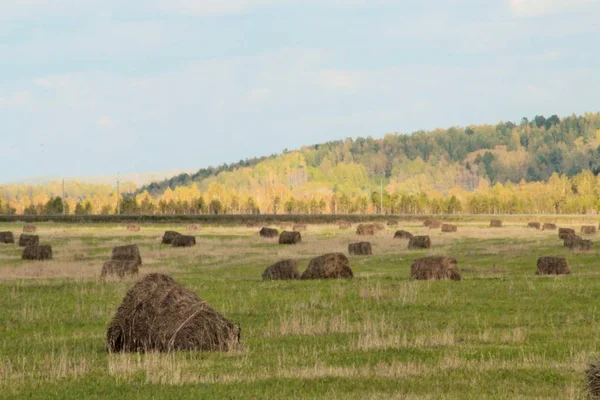Rolled Straw Rolls. Bright autumn landscape in Siberia, large space, rich colors, high contrast. The sun and clouds, patches of light on the earth.