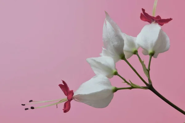 Blomma Clerodendrum Thomsoniae Rosa Bakgrund Hög Kontrast Närbild Ljusa Naturliga — Stockfoto