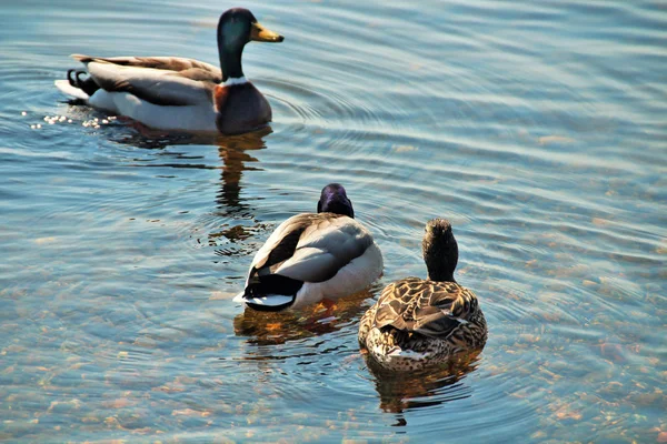 Two Drakes One Duck Water Beautiful Highlights Concept Love Triangle — Stock Photo, Image