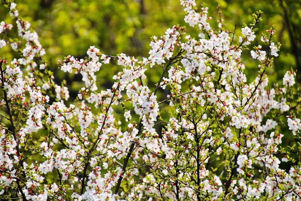 Abundantemente Floreciendo Cerezo Sol Brillante Mucha Luz Gran Contraste Muchas — Foto de Stock