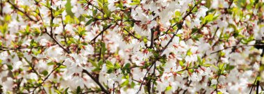 Parlak güneşte bol çiçek açan kiraz, bir sürü ışık, büyük kontrast, çerçevede bir sürü çiçek.