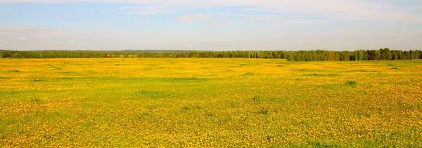 Breed Uitzicht Het Gele Bloeiende Veld Het Vroege Voorjaar Veel — Stockfoto