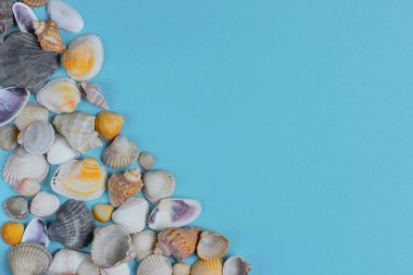 Mavi arka planda farklı türde deniz kabukları, metin için metin bir sürü. Yüksek kontrast, parlak renkler.