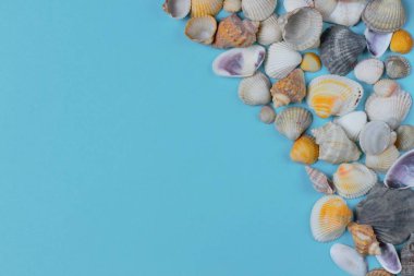 Mavi arka planda farklı türde deniz kabukları, metin için metin bir sürü. Yüksek kontrast, parlak renkler.