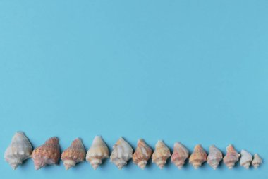 Seashells Rapana metin için alan ile mavi bir arka plan üzerinde farklı boyutlarda. Parlak renkler, yüksek kontrast.