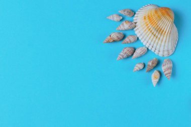 İki tip deniz kabukları mavi bir arka plan, metin için bir yer üzerinde ışınları ile güneş şeklinde ortaya konur. Yüksek kontrast, parlak renkler.