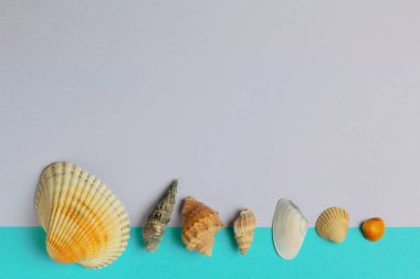 Mavi ve leylak arka planda farklı tip ve boyutlarda yedi deniz kabuğu yakın çekim. Parlak renkler, yüksek kontrast, metin alanı.