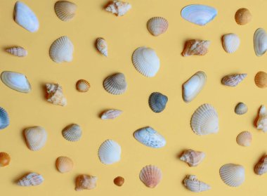 Sarı arka plan, yüksek kontrast, parlak renkler üzerinde farklı türde deniz kabukları kümesi.