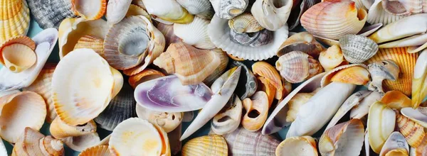 Seashells Diferentes Tipos Sises Como Fundo Alto Contraste Cores Brilhantes — Fotografia de Stock