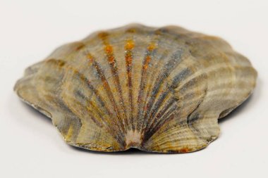 Beyaz arka plan üzerinde büyük istiridye kabuğu, doğal renk, yüksek kontrast.