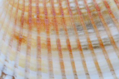 Arka plan, doğal renk, yüksek kontrast olarak büyük bir deniz yumuşakça kabuğuyakın çekim.