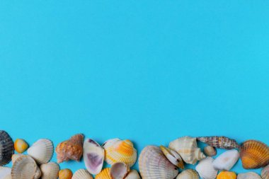 Mavi arka planda farklı türde deniz kabukları, metin için metin bir sürü. Yüksek kontrast, parlak renkler.