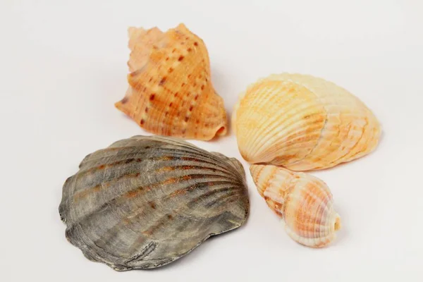 Seashells Diversi Tipi Colore Naturale Quattro Pezzi Uno Sfondo Bianco — Foto Stock