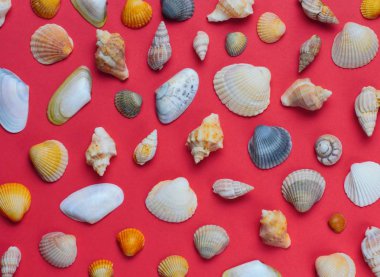 Kırmızı arka plan, parlak renkler, yüksek kontrastlı, üst görünüm üzerine birçok deniz kabuğu.