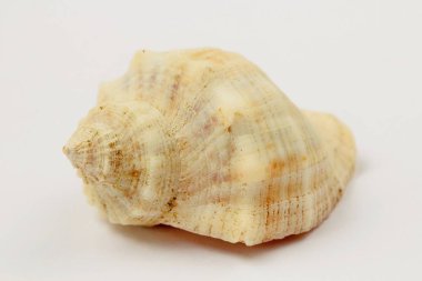 Seashell Rapana, farklı kenarlardan görünüm yakın, parlak doğal renk, yüksek kontrast, beyaz arka plan.