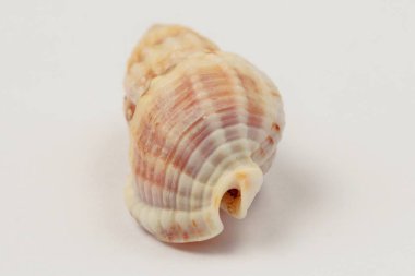 Hermit yengeç kabuğu, farklı kenarlardan yakın çekim görünüm, parlak doğal renk, yüksek kontrast, beyaz arka plan.