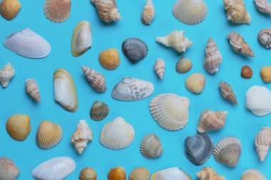 Mavi arka plan, parlak renkler, yüksek kontrastlı, üst görünüm de deniz kabukları bir sürü.