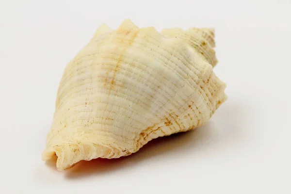 Seashell Rapana Vista Diferentes Lados Perto Cor Natural Brilhante Alto — Fotografia de Stock