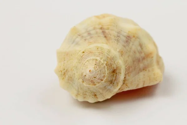 Seashell Rapana Tekintettel Különböző Oldalról Közelről Ragyogó Természetes Színű Kontrasztos — Stock Fotó