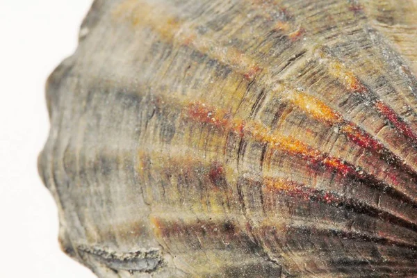 Sea Oyster Shell Primo Piano Come Sfondo Colori Vivaci Alto — Foto Stock