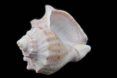 Siyah arka plan yakın çekim rapana deniz kabuğu, farklı kenarlarından görünüm, yüksek kontrast, doğal renkler, büyük detay, izole.