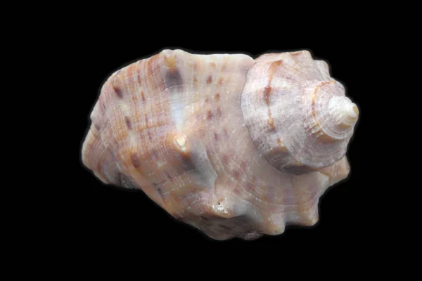 Rapana Seashell Svart Bakgrund Närbild Utsikt Från Olika Sidor Hög — Stockfoto
