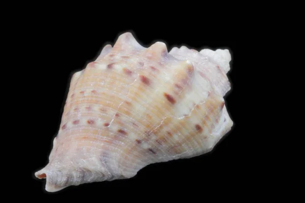 Rapana Seashell Een Zwarte Achtergrond Close Uitzicht Vanaf Verschillende Zijden — Stockfoto