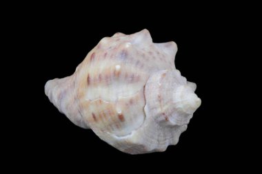 Siyah arka plan yakın çekim rapana deniz kabuğu, farklı kenarlarından görünüm, yüksek kontrast, doğal renkler, büyük detay, izole.