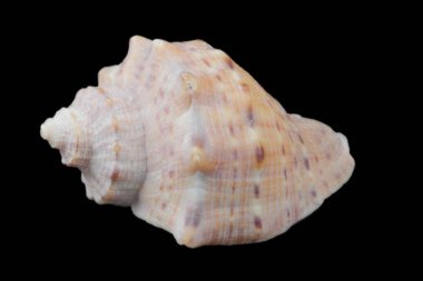 Siyah arka plan yakın çekim rapana deniz kabuğu, farklı kenarlarından görünüm, yüksek kontrast, doğal renkler, büyük detay, izole.