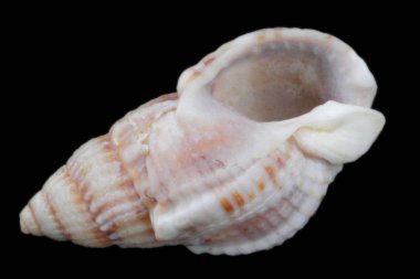 Hermit yengeç kabuğu, farklı kenarlardan yakın çekim görünümü, parlak doğal renk, yüksek kontrast, siyah arka plan, izole.